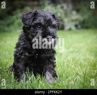 six week old small cute black miniature schnauzer puppy dog sitting in the grass in a garden in summer Stock Photo