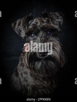 Head portrait of six month old miniature schnauzer dog in a red collar with a black background Stock Photo