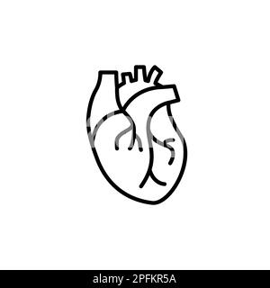 Human heart medical vector desease cardiovascular organ anatomy. Healthy human heart organ shape line icon. Stock Vector