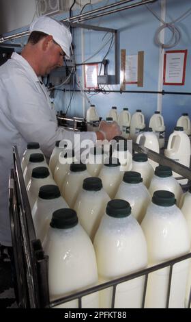 dairyman bottling milk and small independent dairy Stock Photo