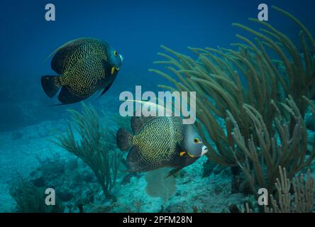 French Angelfish (Pomacanthus paru) on the reef off the Dutch Caribbean island of Sint Maarten Stock Photo