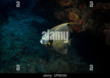 French Angelfish (Pomacanthus paru) on the reef off the Dutch Caribbean island of Sint Maarten Stock Photo