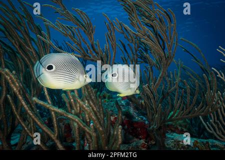 Foureye Butterflyfish (chaetodon apistratus) on The Maze dive site off the Caribbean island of Sint Maarten Stock Photo