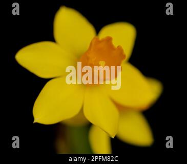 Closeup of Yellow Daffodil (Narcissus pseudonarcissus) Bloom on a Black Background Stock Photo