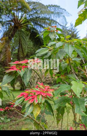 Blooming red Poinsettia tree (Euphorbia Pulcherrima). Bedugul, Bali, Indonesia. Stock Photo