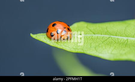 Red Ladybugs on green leaf and nature blurred background. Stock Photo