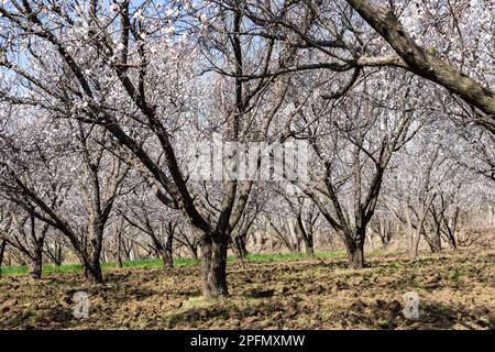 Beautiful white flowers on apricot fruit trees in the fruit orchard Stock Photo