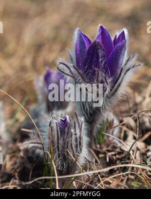 Pulsatilla halleri or pulsatilla taurica flowers in spring at Crimea Stock Photo