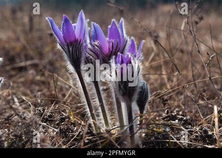 Pulsatilla halleri or pulsatilla taurica flowers in spring at Crimea Stock Photo