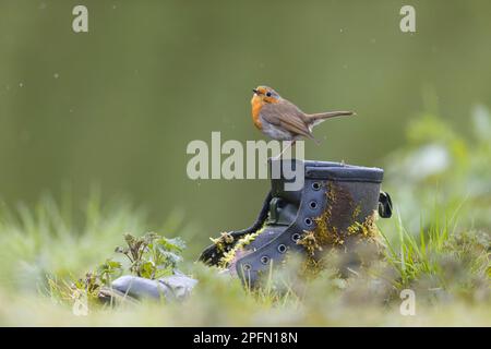 European robin Erithacus rubecula, adult perched on old boot, Suffolk, England, March Stock Photo