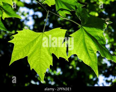 The Maple-shaped back-lit leaf of a London Plane tree Stock Photo