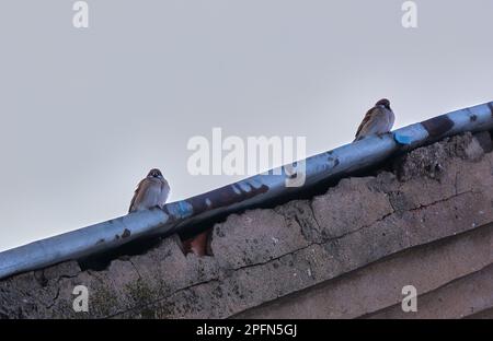 two sparrows sitting on a blue roof. Stock Photo