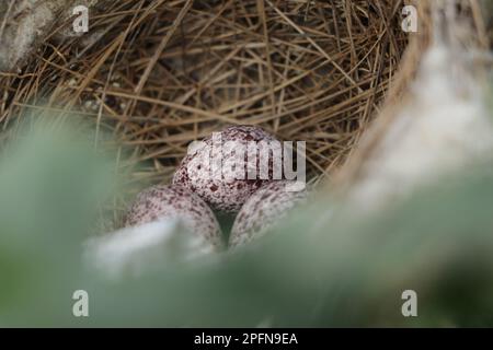 Bird's nest in natural habitat. Stock Photo