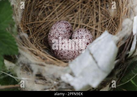 Bird's nest in natural habitat. Stock Photo