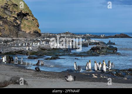 South Georgia, Fortuna bay. King Penguins (Aptenodytes patagonicus); Southern Elephant Seal (Mirounga leonina); Antarctic Fur Seal Stock Photo