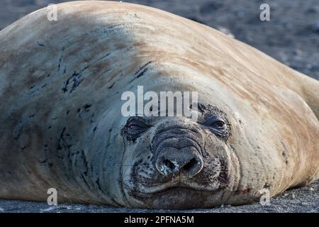 South Georgia, Fortuna bay. Southern Elephant Seal (Mirounga leonina) Stock Photo