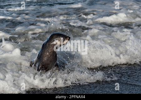 South Georgia, Fortuna bay. Antartic Fur Seal (Arctocephalus gazella) Stock Photo