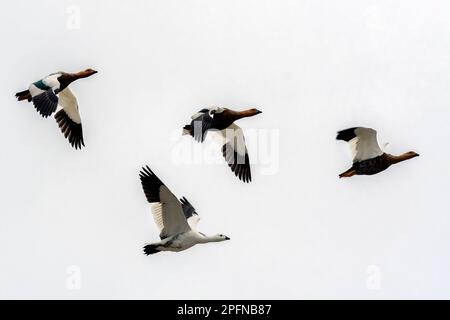 Falkland Islands, Carcass island. Upland Geese (Chloephaga picta) Stock Photo