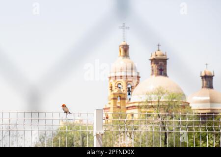 A bird perches on a fence in front of the church in the temple of the cross in queretaro mexico Stock Photo