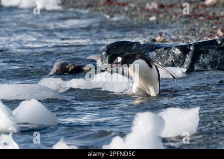 Antarctic Peninsula. Danco island.  Gentoo Penguin (Pygoscelis papua) Stock Photo