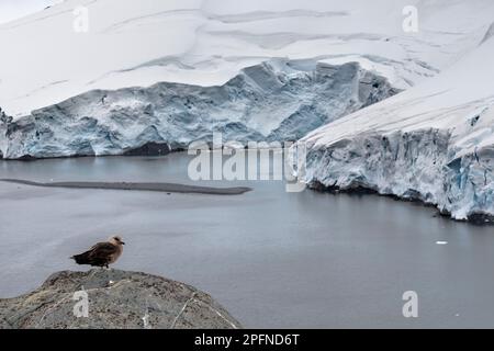 Antarctic Peninsula, Paulet island. South Polar Skua  (Catharacta maccormicki) Stock Photo