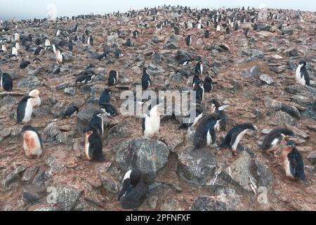 Antarctic Peninsula, Brown Bluff. Adelie Penguins (Pygoscelis adeliae) Stock Photo