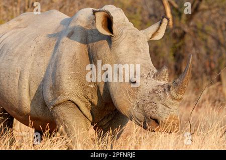 White rhinoceros (Ceratotherium simum), adult standing in dry grass,  evening light, Marakele National Park, Limpopo Province, South Africa, Africa Stock Photo