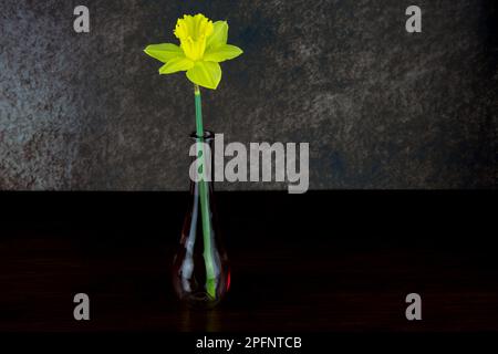 Single daffodil bloom in a clear glass single flower vase on a varnished wooden shelf Stock Photo
