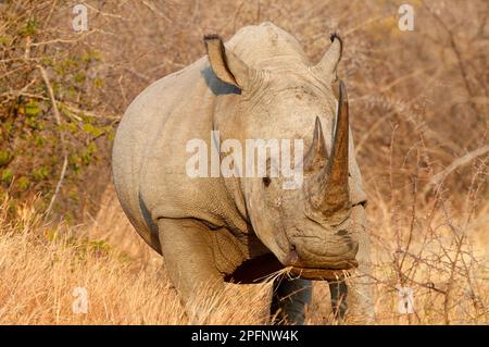 White rhinoceros (Ceratotherium simum), adult female feeding on dry grass, evening light, Marakele National Park, Limpopo Province, South Africa, Stock Photo