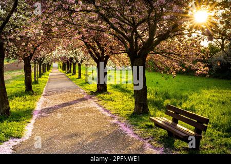 A beautiful alley with blooming pink and white cherry trees in spring, the evening sun shining in from the side with a sunstar, Baden-Württemberg, Ger Stock Photo