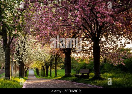 A beautiful alley with blooming pink and white cherry trees in spring, the evening sun shining in from the side, Rhine-Neckar-region, Baden-Württember Stock Photo