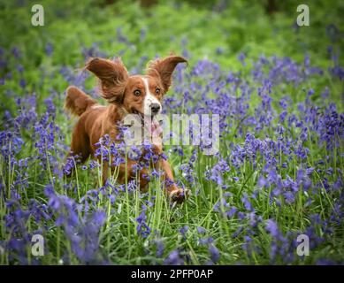 Golden and white working cocker spaniel running through bluebell woods in Spring with ears flying Stock Photo