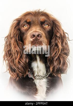 tricolour working cocker spaniel head portrait against a white background Stock Photo