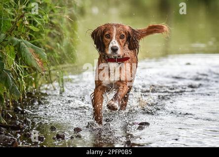 Golden and white working cocker spaniel walking toward camera through the river Wyre in England with wagging tail in summer Stock Photo