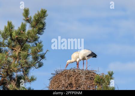 White stork couple (Ciconia ciconia) depositing branches on their nest in a village. Muttersholtz, Alsace, France. Stock Photo