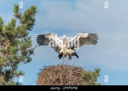 White stork couple (Ciconia ciconia) mating on their nest in a village. Muttersholtz, Alsace, France. Stock Photo