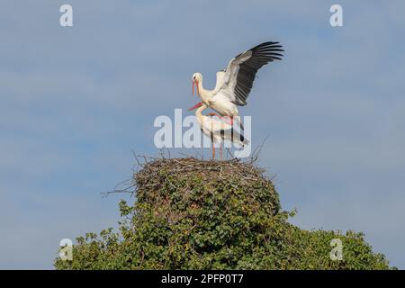 White stork couple (Ciconia ciconia) mating on their nest in a village. Muttersholtz, Alsace, France. Stock Photo