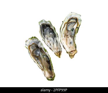 Seafood Brassiere, open Oysters with lemon. Isolated on white background.. Stock Photo