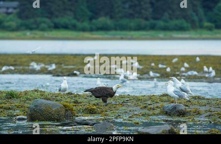 Eagles and seagulls feast on the river. Schools of salmon swim back to spawn. ExplorinThe Life Cycle of Salmon and Their Predators in Alaska. USA., 20 Stock Photo