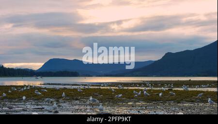 Eagles and seagulls feast on the river. Schools of salmon swim back to spawn. ExplorinThe Life Cycle of Salmon and Their Predators in Alaska. USA., 20 Stock Photo