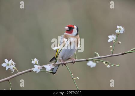 Goldfinch (Carduelis carduelis) perched on blossom in early spring Stock Photo