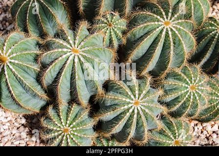 Parodia Magnifica or Balloon cactus starts off growing spherical but becomes more cylindrical with age. Stock Photo