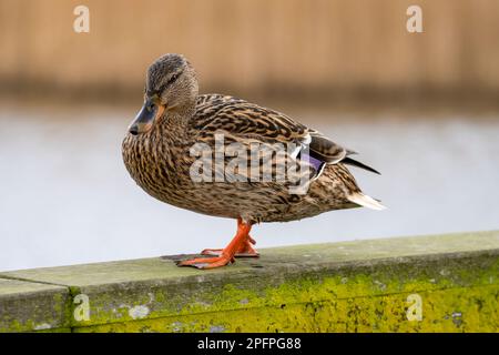 A close up full body photograph  of a female Mallard duck, (Anas platyrhynchos) Stock Photo