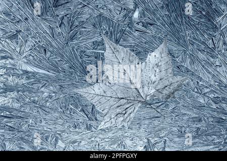 Silver leaf abstract ice crystals with frost and dew Stock Photo