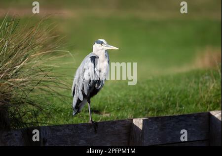Close-up of a grey heron (Ardea cinerea), UK. Stock Photo
