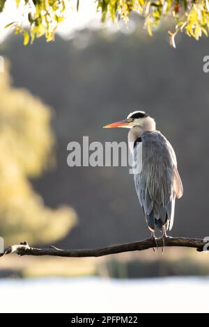 Close-up of a grey heron (Ardea cinerea) perched on a tree branch, UK. Stock Photo