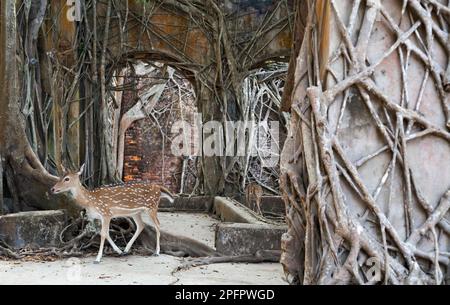 Chital deer wander among the ruins of Ross Island in the Andamans, where the remnants of a former British settlement are being reclaimed by nature. Stock Photo