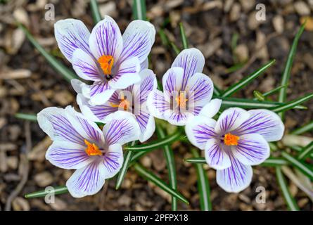 Crocuses in bloom. Close up of the head of several crocuses or croci. Macro photography of white and purple flowers in Beckenham, Kent, UK. Stock Photo