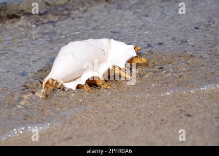 Big Seashell on the beach Stock Photo