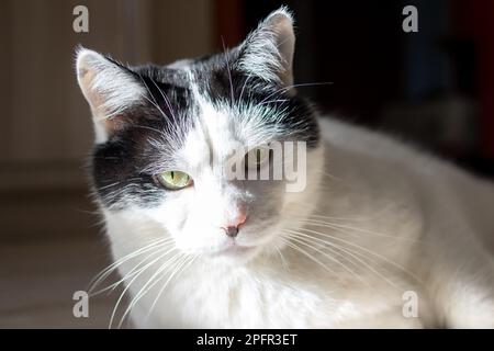 Angry cat with sharp teeth meowing in sunlight · Free Stock Photo